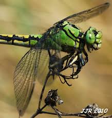 Attēlu rezultāti vaicājumam “Ophiogomphus cecilia”