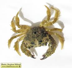 Image result for Eriphia verrucosa