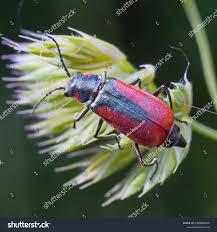 Attēlu rezultāti vaicājumam “Malachidae”