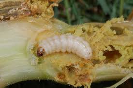 Attēlu rezultāti vaicājumam “Sesiidae”