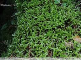 Attēlu rezultāti vaicājumam “Sciuro-hypnum curtum”