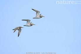 Image result for Calidris tenuirostris