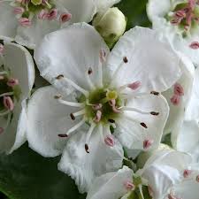 Attēlu rezultāti vaicājumam “Crataegus monogyna subsp. nordica”