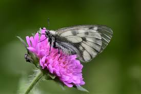 Attēlu rezultāti vaicājumam “Parnassius mnemosyne underside”