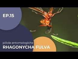Attēlu rezultāti vaicājumam “Rhagonycha fulva”