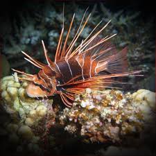 Image result for Pterois radiata