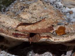 Attēlu rezultāti vaicājumam “Perenniporia subacida”