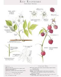 Attēlu rezultāti vaicājumam “Rubus idaeus fruit”