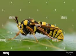 Attēlu rezultāti vaicājumam “Sesia apiformis”