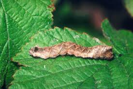 Attēlu rezultāti vaicājumam “Thyatira batis larva”