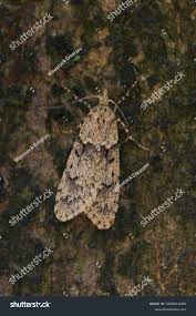 Attēlu rezultāti vaicājumam “Diurnea fagella”