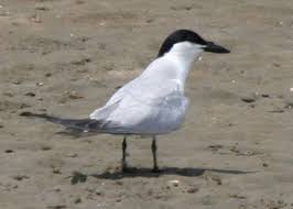 Image result for Gelochelidon nilotica