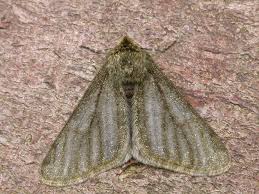 Attēlu rezultāti vaicājumam “Phigalia pilosaria”