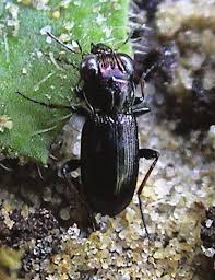 Attēlu rezultāti vaicājumam “Notiophilus germinyi”