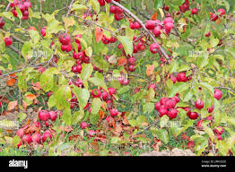 Attēlu rezultāti vaicājumam “Malus prunifolia fruit”