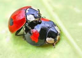 Attēlu rezultāti vaicājumam “Adalia bipunctata”