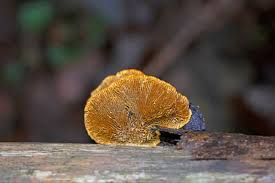 Attēlu rezultāti vaicājumam “Tricholoma flavovirens”