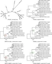 Attēlu rezultāti vaicājumam “Sidera lenis”