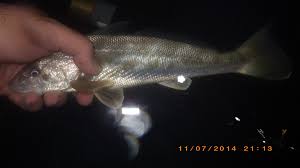 Image result for Menticirrhus americanus