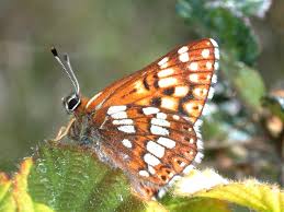 Attēlu rezultāti vaicājumam “Hamearis lucina”