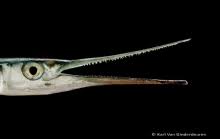 Attēlu rezultāti vaicājumam “Belone belone”