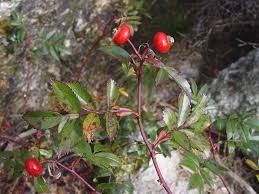 Attēlu rezultāti vaicājumam “Rosa subcanina leaf”