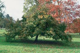 Attēlu rezultāti vaicājumam “Mespilus germanica”