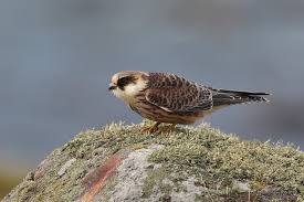 Image result for Falco vespertinus