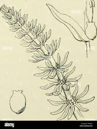 Attēlu rezultāti vaicājumam “Myriophyllum alterniflorum leaf”