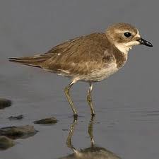 Image result for Charadrius mongolus