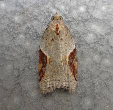 Attēlu rezultāti vaicājumam “Acleris laterana”