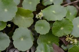 Attēlu rezultāti vaicājumam “Hydrocotyle vulgaris flower”