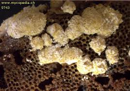 Attēlu rezultāti vaicājumam “Hypocrea pulvinata”