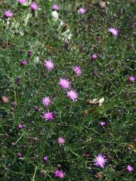 Attēlu rezultāti vaicājumam “Serratula tinctoria flower”