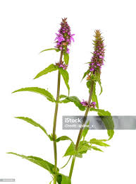 Attēlu rezultāti vaicājumam “Stachys palustris bud”