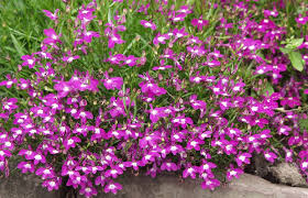 Image result for Männertreu