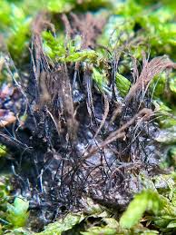 Attēlu rezultāti vaicājumam “Stemonitopsis typhina var. similis stalked”