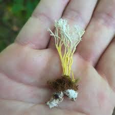 Attēlu rezultāti vaicājumam “Cordyceps farinosa”