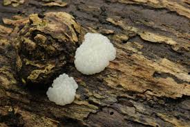 Attēlu rezultāti vaicājumam “Stemonitis axifera var. smithii stalked”