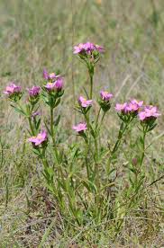 Attēlu rezultāti vaicājumam “Centaurium littorale flower”