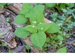 Attēlu rezultāti vaicājumam “Circaea alpina flower”