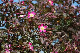 Attēlu rezultāti vaicājumam “Rosa glauca flower”