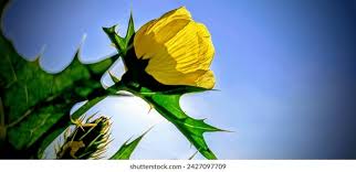 Attēlu rezultāti vaicājumam “Papaver argemone bud”