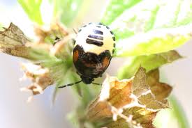 Attēlu rezultāti vaicājumam “Tritomegas bicolor nymph”