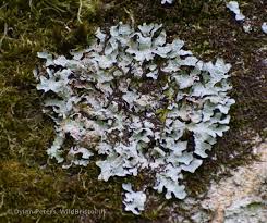 Attēlu rezultāti vaicājumam “Parmelia sulcata”