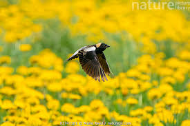 Image result for Dolichonyx oryzivorus