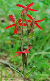 Attēlu rezultāti vaicājumam “Silene tatarica leaf”