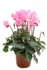 Image result for Cyclamen persicum