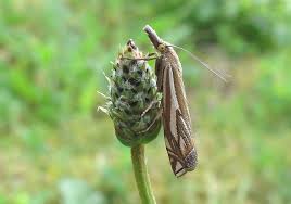 Attēlu rezultāti vaicājumam “Crambus pratella”
