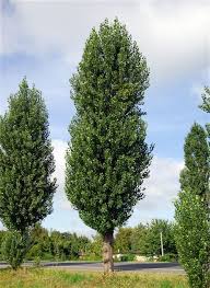 Attēlu rezultāti vaicājumam “Populus nigra Italica”